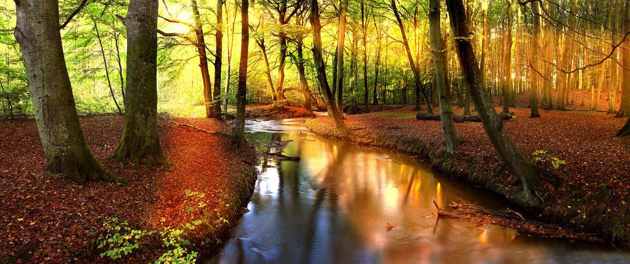 清新秋天森林小溪河流树木阳光大自然风景带鱼屏壁纸