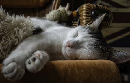 可爱猫咪毛毯伸爪子睡姿4k高清壁纸