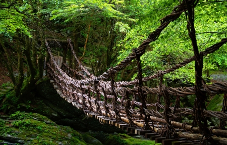 唯美森林吊桥美景4k高清桌面壁纸图片