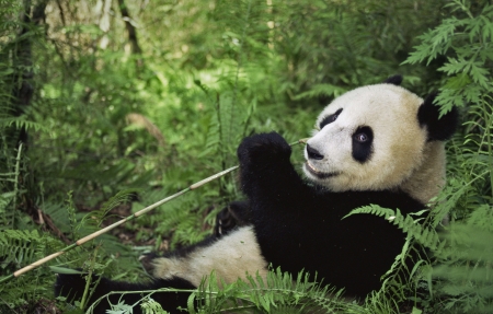 国宝熊猫4k高清桌面壁纸图片