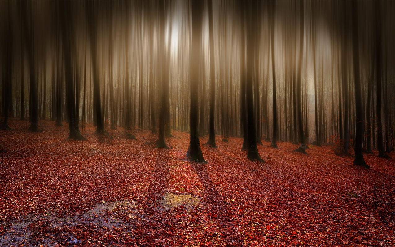 红叶铺满地树林电脑桌面壁纸高清图片
